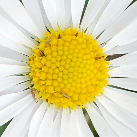 Meet your Posher, Gail - Picture 1 of 1